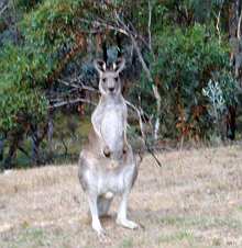 Generic_kangaroo