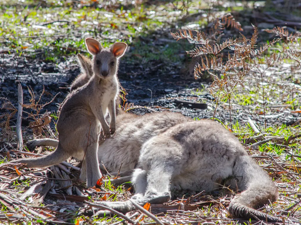 grampians tours