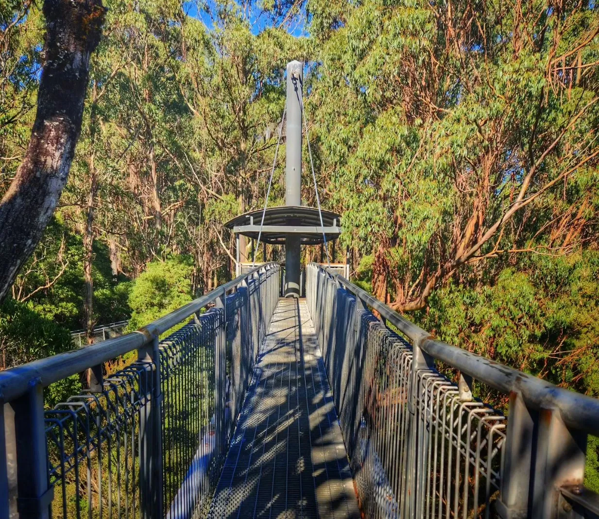 day trip to great ocean road