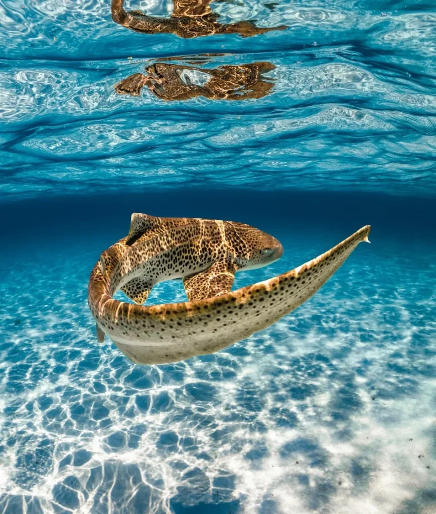 Capturing the Beauty of Ningaloo Reef