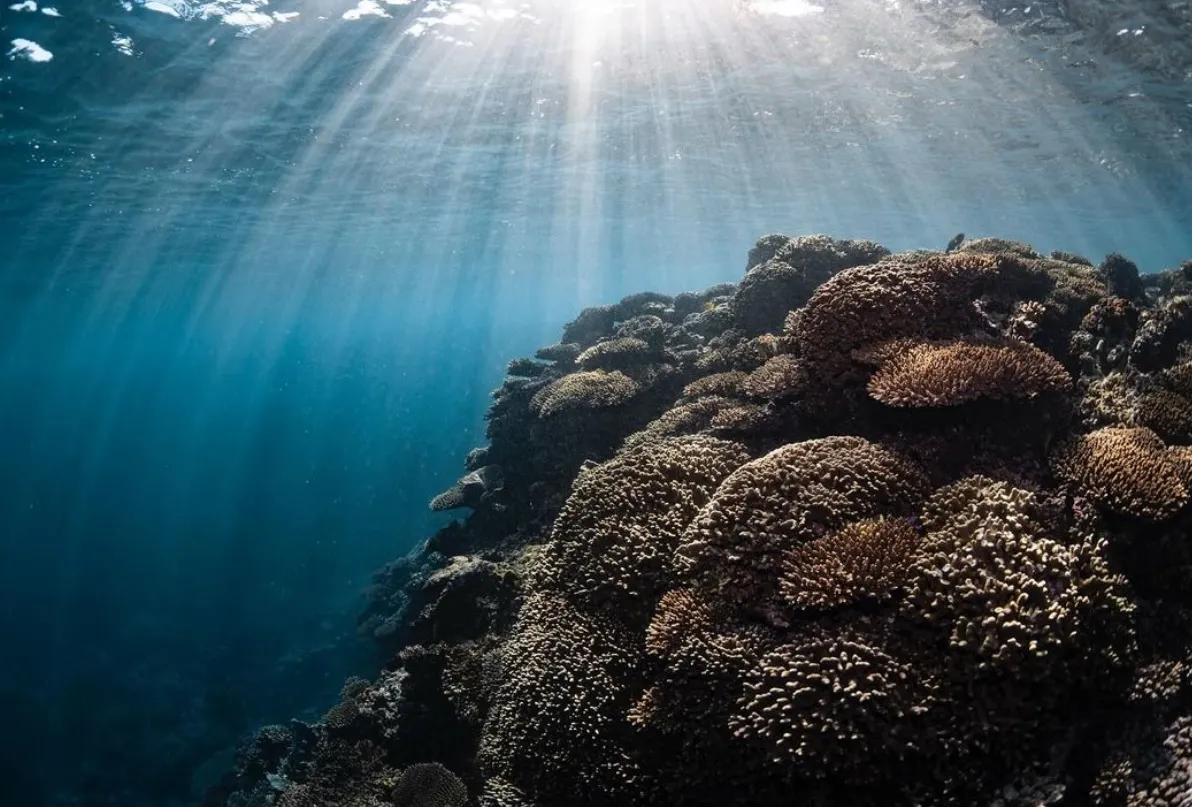 Untouched Marvels within Coral Bay