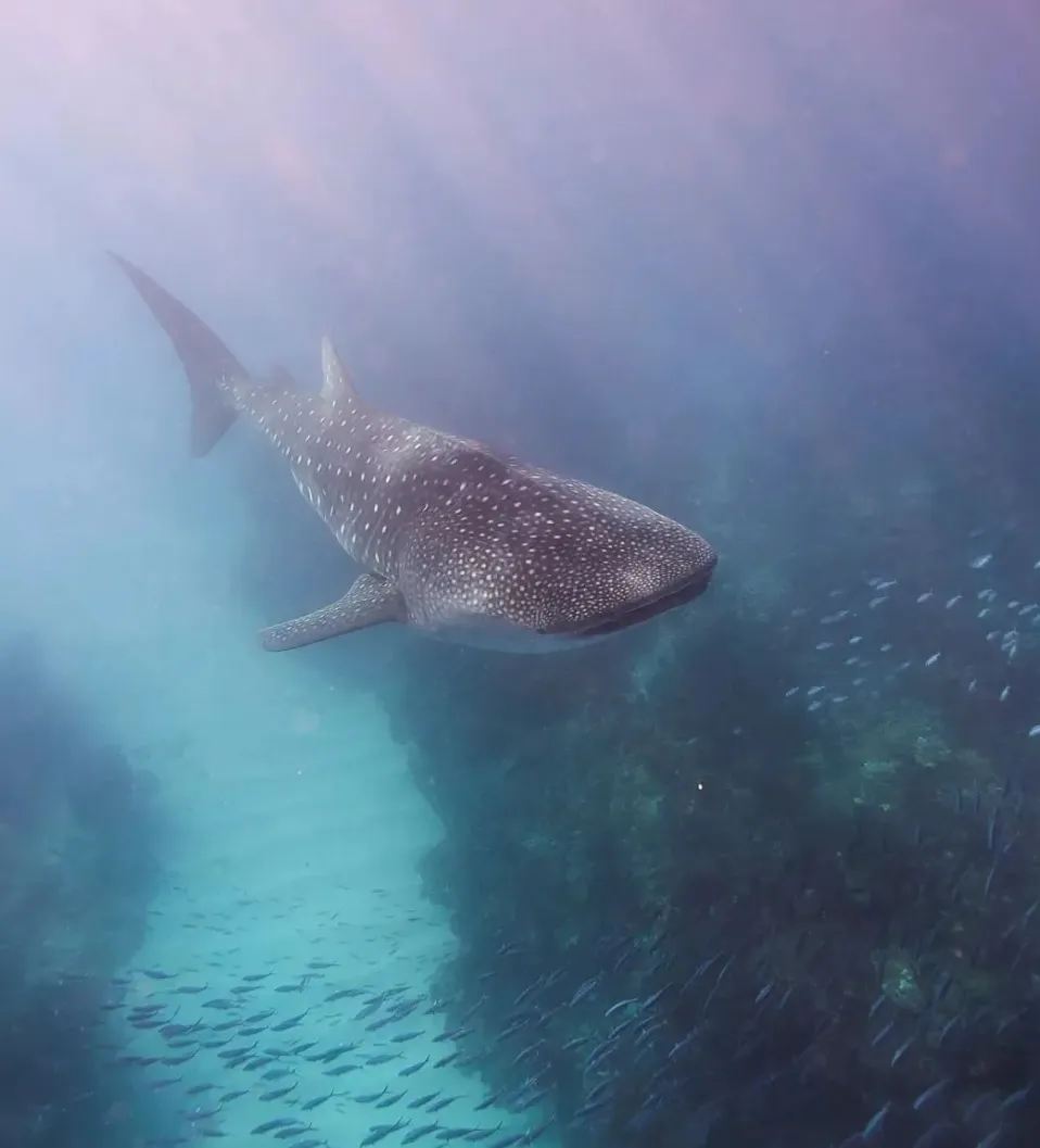 waters of Ningaloo