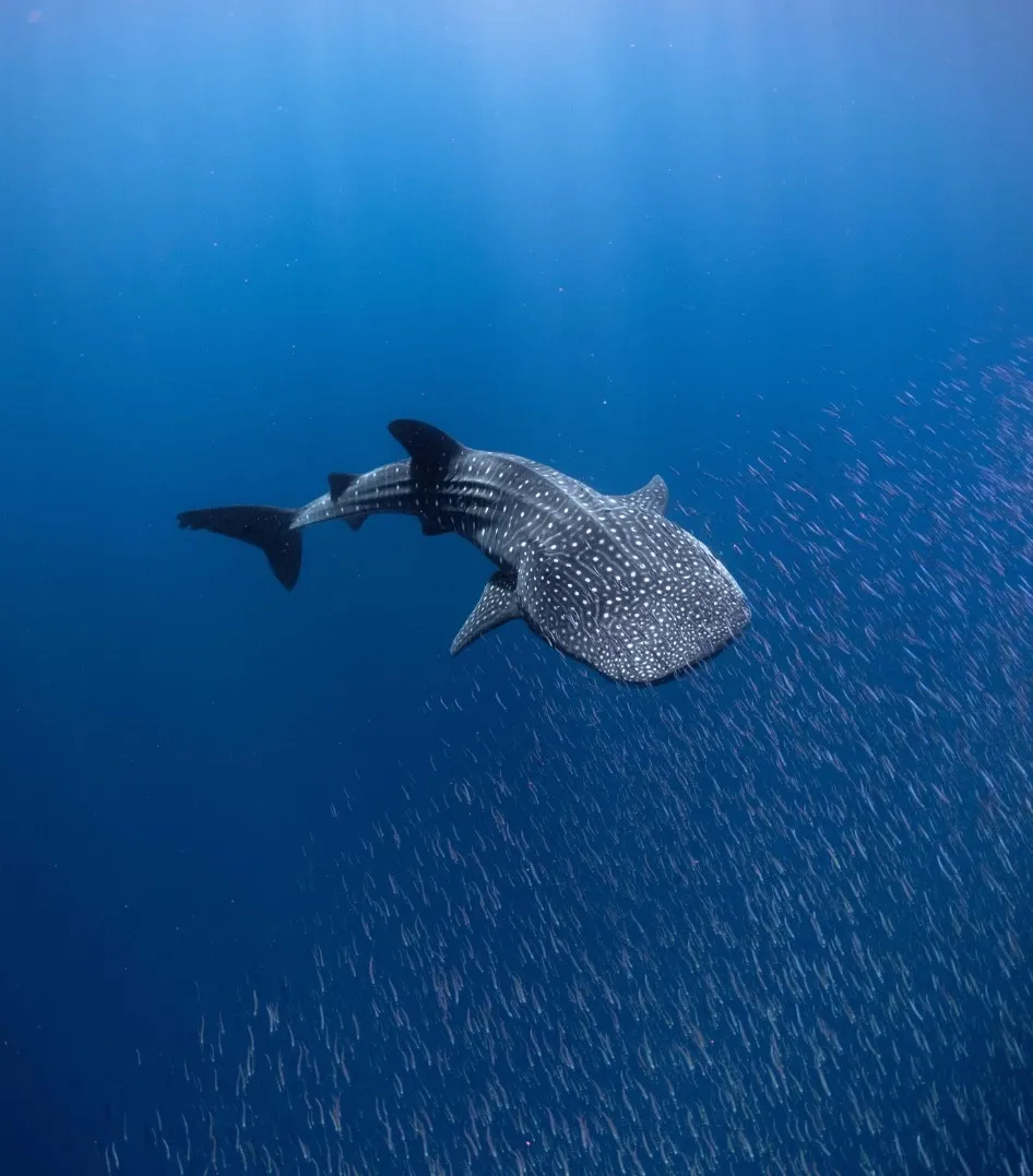 waters of Ningaloo