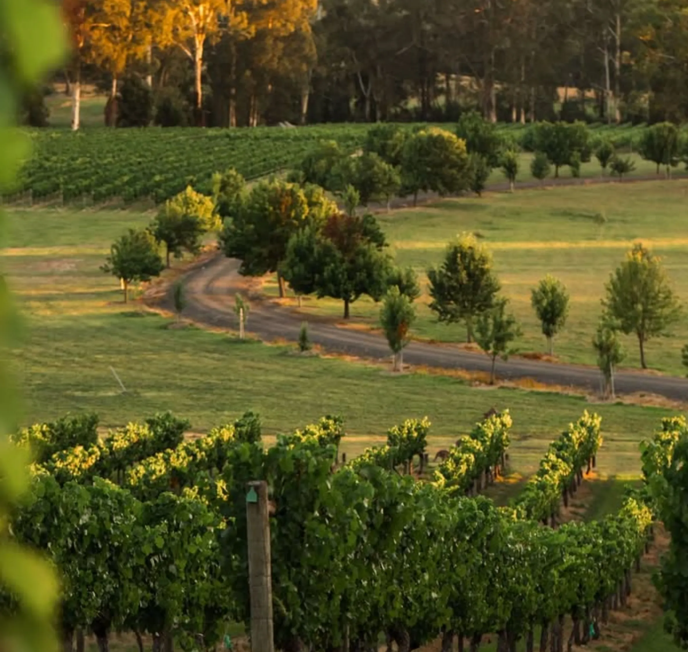 Healesville vs Yarra Valley wineries accommodation