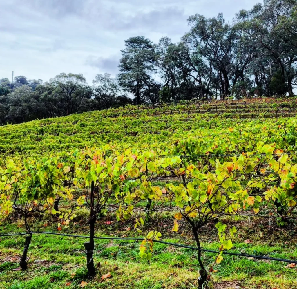 Yarra Valley without crowds
