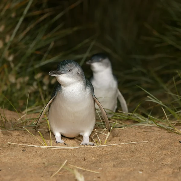 phillip island tour