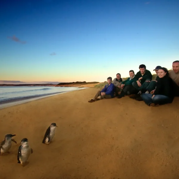 phillip island tours
