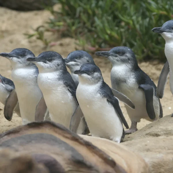 phillip island penguin tours