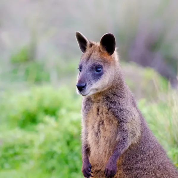 day trip to phillip island