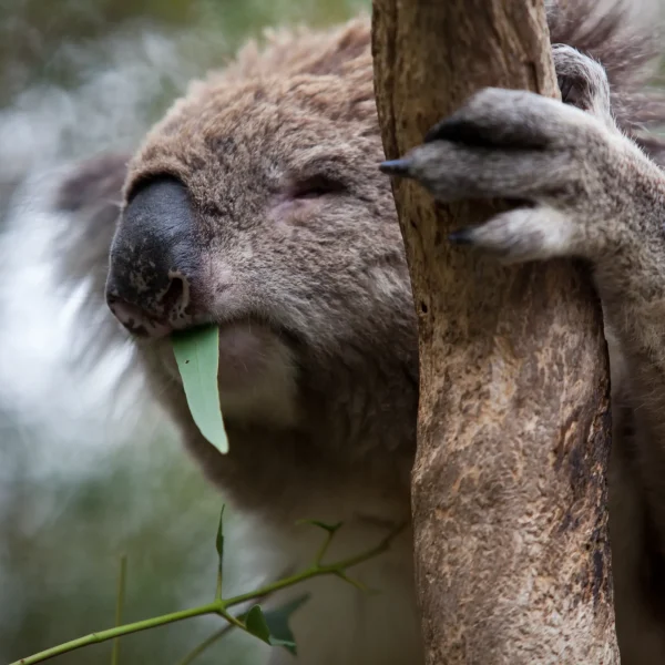 wildlife tours phillip island